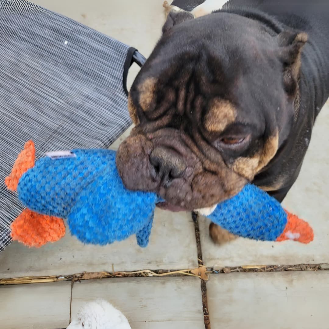 TuffDuckie™ Built Tough for Every Pup