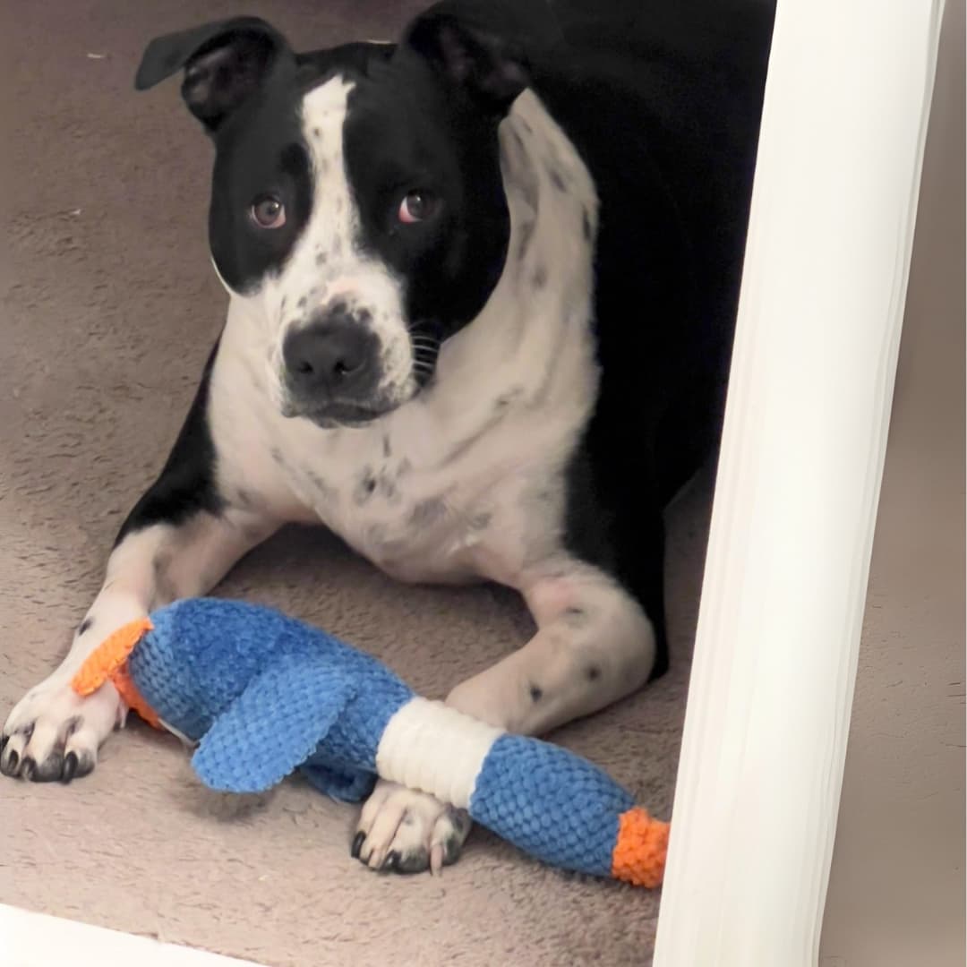 TuffDuckie™ Built Tough for Every Pup