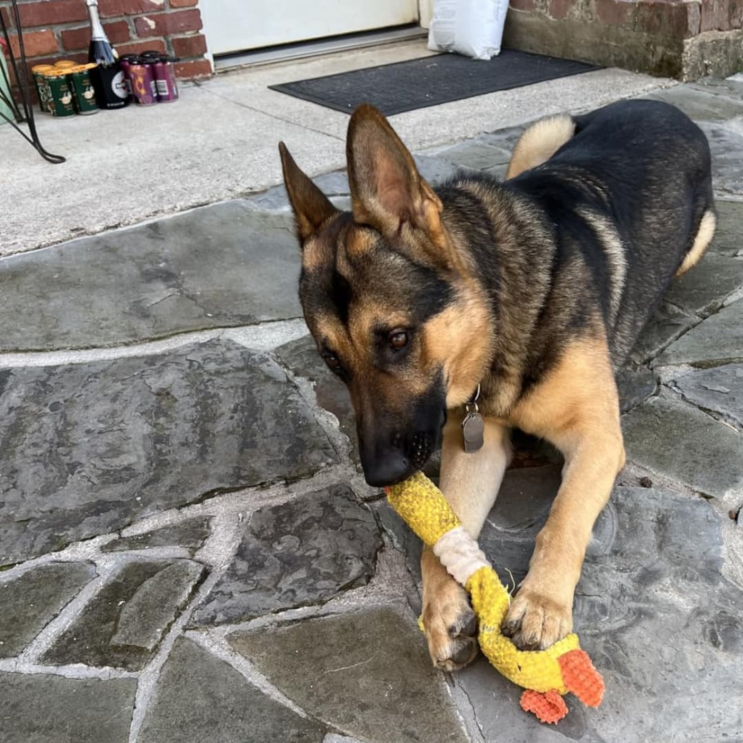 TuffDuckie™ Built Tough for Every Pup