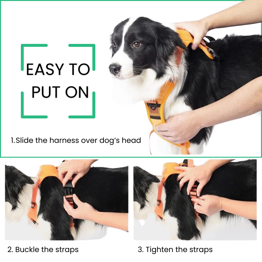 PawsFreedom™ 2-in-1 No-Pull Harness with Built-In Leash - MOIASUN