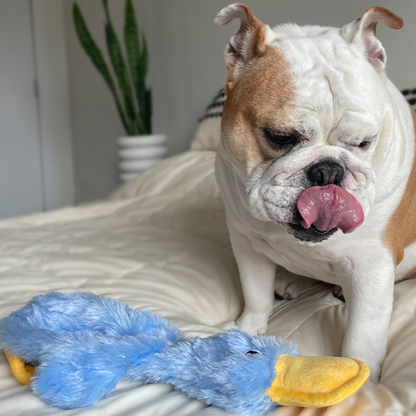 ToughDucky™ The Premium Soft Chew Toy for Lasting Fun - MOIASUN